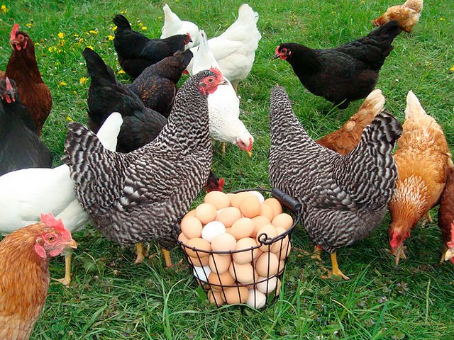 Содержание кур и уход за ними | ЗооТом - продажа, вязка и услуги для животных в Азнакаеве