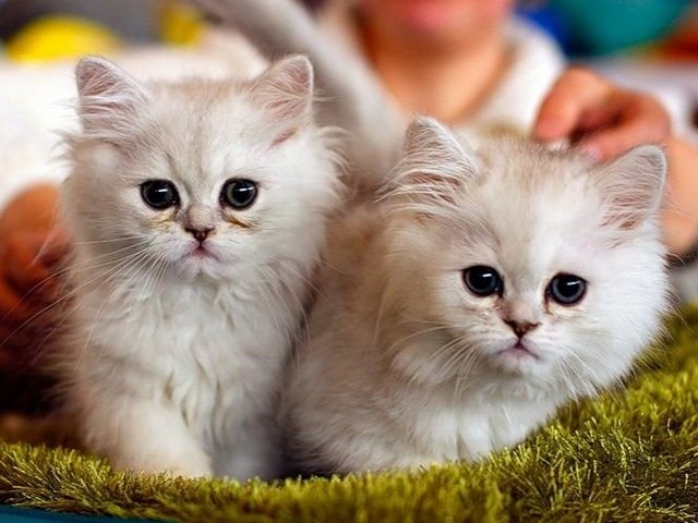 Породы кошек в Азнакаеве | ЗооТом портал о животных