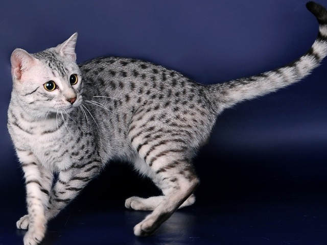 Породы кошек в Азнакаеве | ЗооТом портал о животных