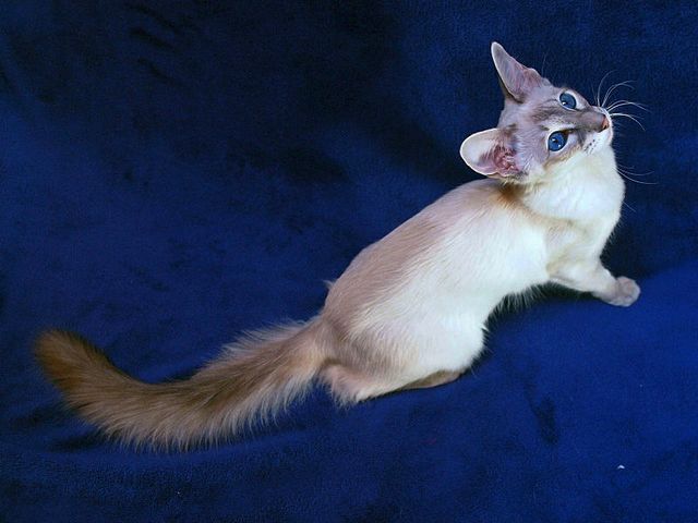 Выведенные породы кошек в Азнакаеве | ЗооТом портал о животных