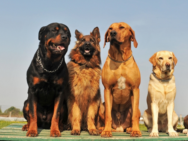 Крупные породы собак в Азнакаеве | ЗооТом портал о животных